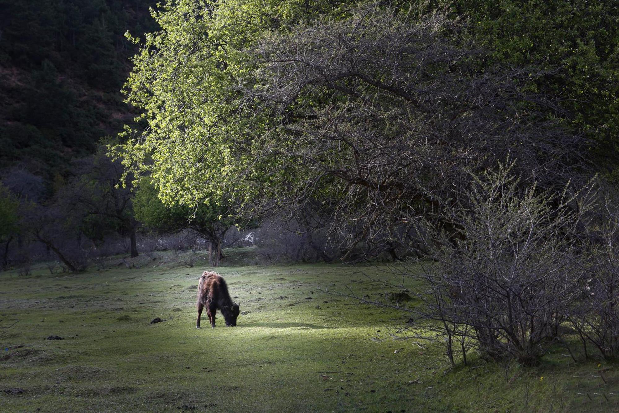 מלון שנגרי - לה Banyan Tree Ringha מראה חיצוני תמונה