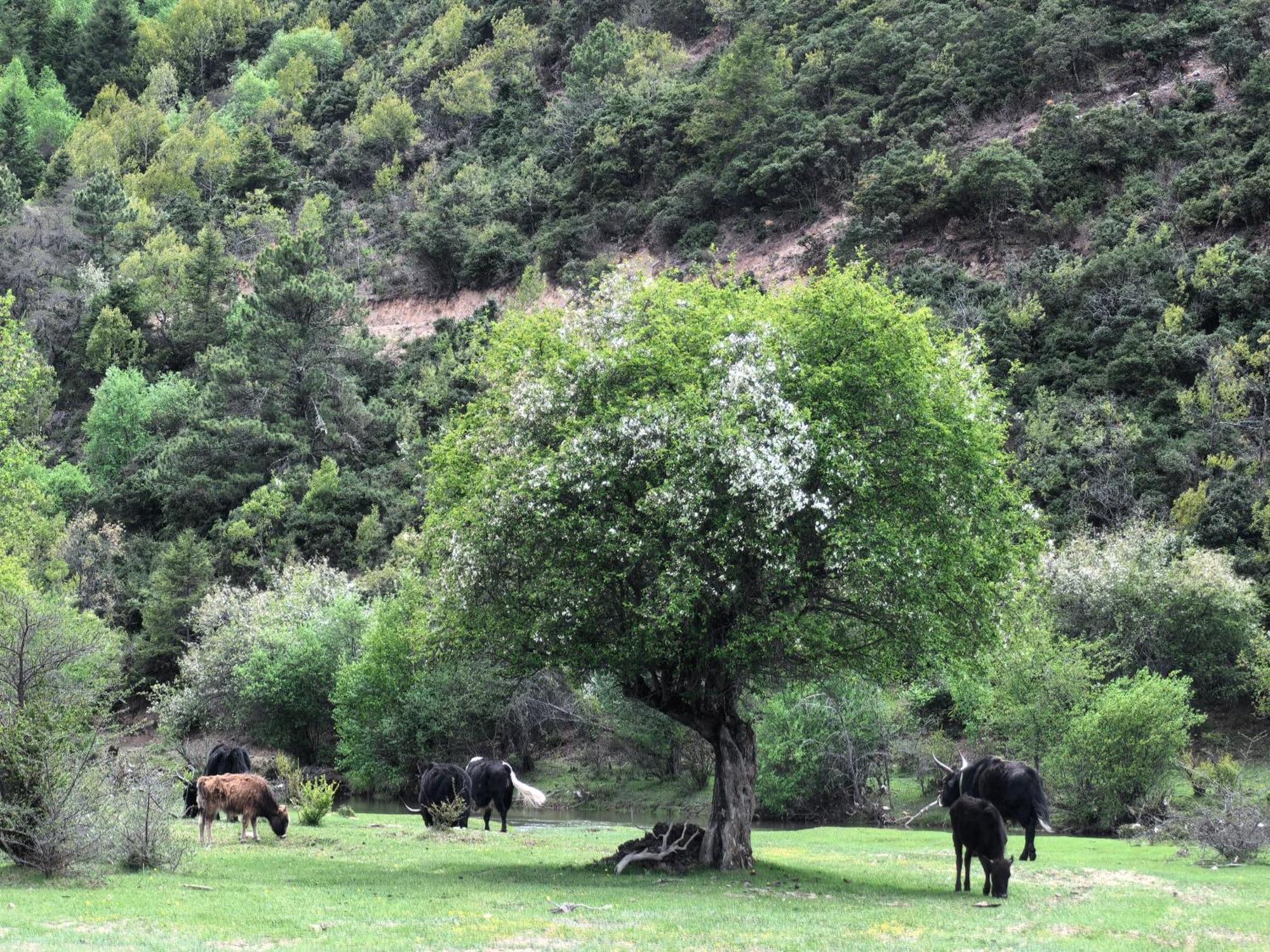 מלון שנגרי - לה Banyan Tree Ringha מראה חיצוני תמונה